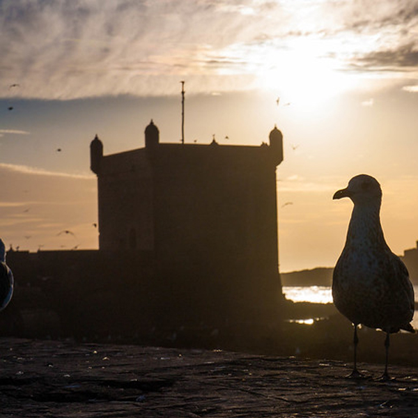 1 day trip from Marrakech to Essaouira